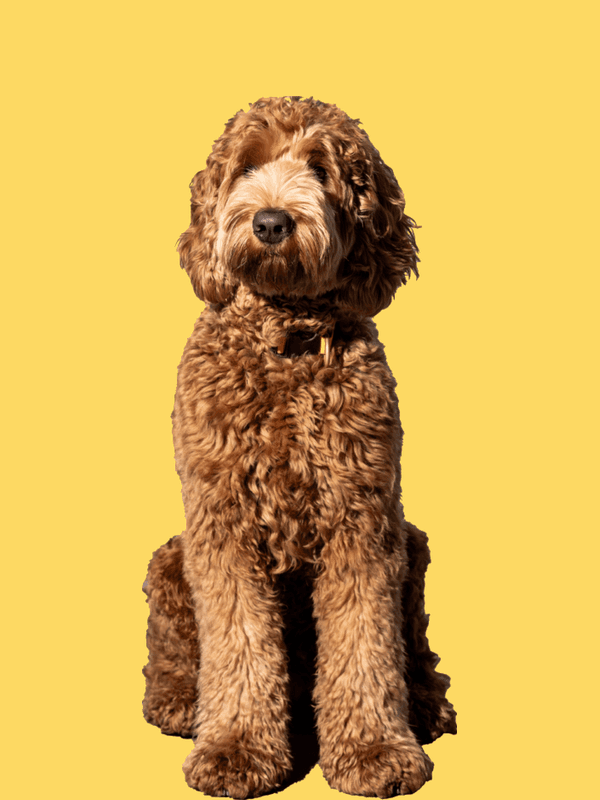 Louie